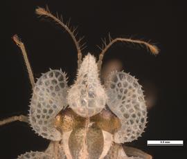   Corythucha ciliata  head, dorsal view; photo: Pests and Diseases Image Library, bugwood.org (CC) BY-NC 3.0 
