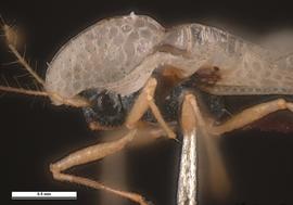   Corythucha ciliata  head, lateral view; photo: Pests and Diseases Image Library, bugwood.org (CC) BY-NC 3.0 
