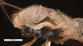   Corythucha ciliata  head, lateral view; photo: Pests and Diseases Image Library, bugwood.org (CC) BY-NC 3.0 
