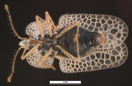   Corythucha ciliata , ventral view; photo: Pests and Diseases Image Library, bugwood.org (CC) BY-NC 3.0 
