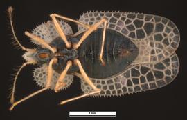   Corythucha ciliata  female, ventral view; photo: Pests and Diseases Image Library, bugwood.org (CC) BY-NC 3.0 
