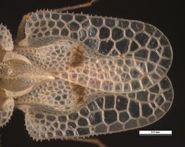   Corythucha ciliata  female wings, dorsal view; photo: Pests and Diseases Image Library, bugwood.org (CC) BY-NC 3.0 
