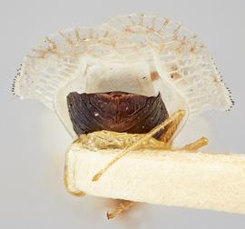   Corythucha confraterna  female, caudal view; photo: Paul Langlois, USDA APHIS PPQ ITP Node, bugwood.org 
