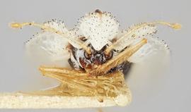  Corythucha confraterna  female, frontal view; photo: Paul Langlois, USDA APHIS PPQ ITP Node, bugwood.org 
