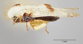   Corythucha confraterna  female, lateral view; photo: Paul Langlois, USDA APHIS PPQ ITP Node, bugwood.org 
