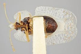   Corythucha confraterna  female, ventral view; photo: Paul Langlois, USDA APHIS PPQ ITP Node, bugwood.org 
