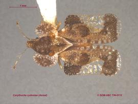   Corythucha cydoniae , dorsal view; photo: Don Griffiths, Spencer Entomological Collection, Beaty Biodiversity Museum, UBC 

