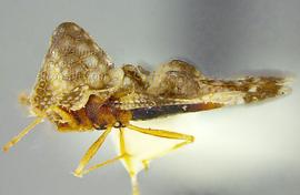   Corythucha cydoniae , lateral view; photo courtesy of USDA APHIS PPQ ITP imageID 
