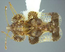   Corythucha cydoniae , dorsal view; photo courtesy of USDA APHIS PPQ ITP imageID 
