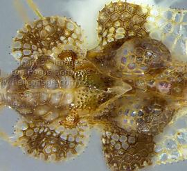   Corythucha cydoniae  head and thorax, dorsal view; photo courtesy of USDA APHIS PPQ ITP imageID 
