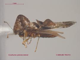   Corythucha cydoniae , lateral view; photo: Don Griffiths, Spencer Entomological Collection, Beaty Biodiversity Museum, UBC 
