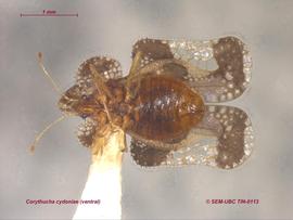   Corythucha cydoniae , ventral view; photo: Don Griffiths, Spencer Entomological Collection, Beaty Biodiversity Museum, UBC 
