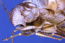  Corythucha fuscigera  head and thorax, lateral view; photo courtesy of USDA APHIS PPQ ITP imageID 
