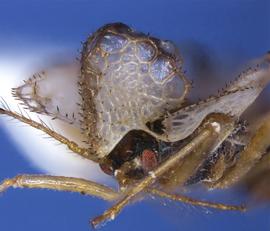   Corythucha fuscigera  head and pronotum, laterofrontal view; photo courtesy of USDA APHIS PPQ ITP imageID 
