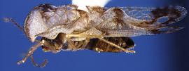   Corythucha fuscigera , lateral view; photo courtesy of USDA APHIS PPQ ITP imageID 
