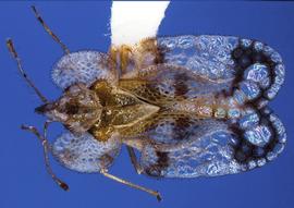  Corythucha fuscigera , dorsal view; photo courtesy of USDA APHIS PPQ ITP imageID 
