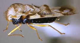   Corythucha fuscigera  female, lateral view; photo courtesy of USDA APHIS PPQ ITP imageID 
