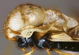   Corythucha fuscigera  female head and thorax, lateral view; photo courtesy of USDA APHIS PPQ ITP imageID 
