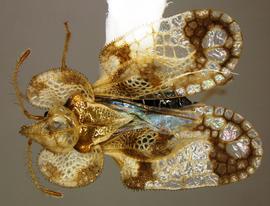   Corythucha fuscigera  female, dorsal view; photo courtesy of USDA APHIS PPQ ITP imageID 
