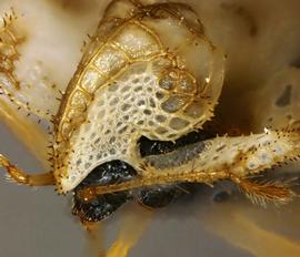   Corythucha fuscigera  female antenna; photo courtesy of USDA APHIS PPQ ITP imageID 
