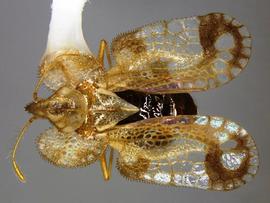   Corythucha fuscigera , dorsal view; photo courtesy of USDA APHIS PPQ ITP imageID 
