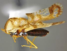   Corythucha fuscigera , lateral view; photo courtesy of USDA APHIS PPQ ITP imageID 

