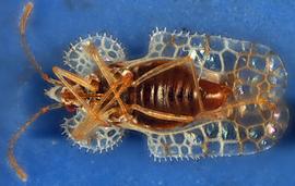   Corythucha gossypii , ventral view; photo courtesy of USDA APHIS PPQ ITP imageID 

