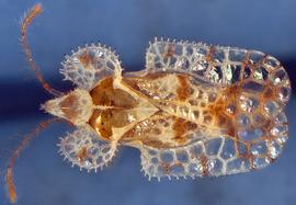   Corythucha gossypii , dorsal view; photo courtesy of USDA APHIS PPQ ITP imageID 

