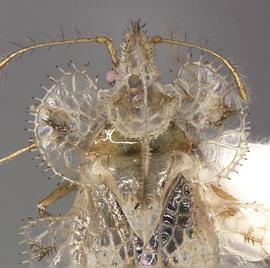  Corythucha gossypii  head and thorax, dorsal view; photo courtesy of USDA APHIS PPQ ITP imageID 
