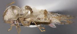   Corythucha gossypii , lateral view; photo courtesy of USDA APHIS PPQ ITP imageID 
