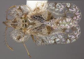   Corythucha gossypii , dorsal view; photo courtesy of USDA APHIS PPQ ITP imageID 
