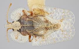   Corythucha hispida  male, dorsal view; photo: Paul Langlois, USDA APHIS PPQ ITP Node, bugwood.org 
