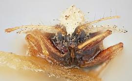   Corythucha hispida  female, frontal view; photo: Paul Langlois, USDA APHIS PPQ ITP Node, bugwood.org 
