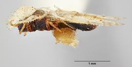   Corythucha hispida  female, lateral view; photo: Paul Langlois, USDA APHIS PPQ ITP Node, bugwood.org 
