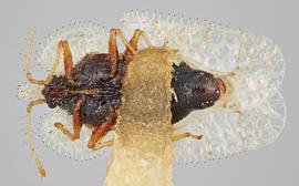   Corythucha hispida  female, ventral view; photo: Paul Langlois, USDA APHIS PPQ ITP Node, bugwood.org 
