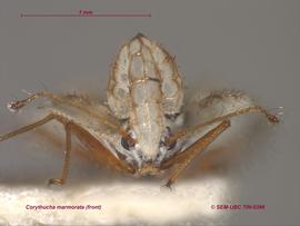   Corythucha marmorata , frontal view; photo: Don Griffiths, Spencer Entomological Collection, Beaty Biodiversity Museum, UBC 
