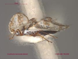   Corythucha marmorata , lateral view; photo: Don Griffiths, Spencer Entomological Collection, Beaty Biodiversity Museum, UBC 
