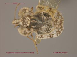   Corythucha marmorata uniformis , dorsal view; photo: Don Griffiths, Spencer Entomological Collection, Beaty Biodiversity Museum, UBC 
