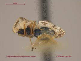   Corythucha marmorata uniformis , lateral view; photo: Don Griffiths, Spencer Entomological Collection, Beaty Biodiversity Museum, UBC 
