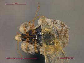   Corythucha marmorata uniformis , ventral view; photo: Don Griffiths, Spencer Entomological Collection, Beaty Biodiversity Museum, UBC 
