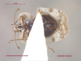   Corythucha marmorata , ventral view; photo: Don Griffiths, Spencer Entomological Collection, Beaty Biodiversity Museum, UBC 
