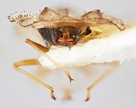   Corythucha mcelfreshi  male, caudal view; photo: Paul Langlois, USDA APHIS PPQ ITP Node, bugwood.org 
