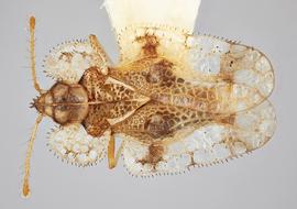   Corythucha mcelfreshi  male, dorsal view; photo: Paul Langlois, USDA APHIS PPQ ITP Node, bugwood.org 
