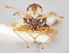   Corythucha mcelfreshi  male, frontal view; photo: Paul Langlois, USDA APHIS PPQ ITP Node, bugwood.org 
