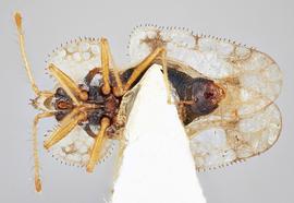   Corythucha mcelfreshi  male, ventral view; photo: Paul Langlois, USDA APHIS PPQ ITP Node, bugwood.org 

