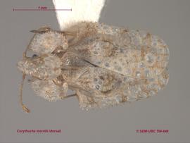   Corythucha morrilli , dorsal view; photo: Don Griffiths, Spencer Entomological Collection, Beaty Biodiversity Museum, UBC 
