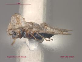   Corythucha morrilli , lateral view; photo: Don Griffiths, Spencer Entomological Collection, Beaty Biodiversity Museum, UBC 
