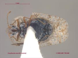  Corythucha morrilli , ventral view; photo: Don Griffiths, Spencer Entomological Collection, Beaty Biodiversity Museum, UBC 
