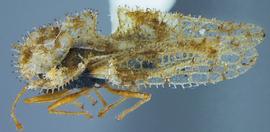   Corythucha spinosa , lateral view; photo courtesy of USDA APHIS PPQ ITP imageID 
