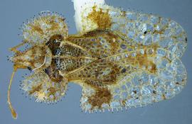   Corythucha spinosa , dorsal view; photo courtesy of USDA APHIS PPQ ITP imageID 
